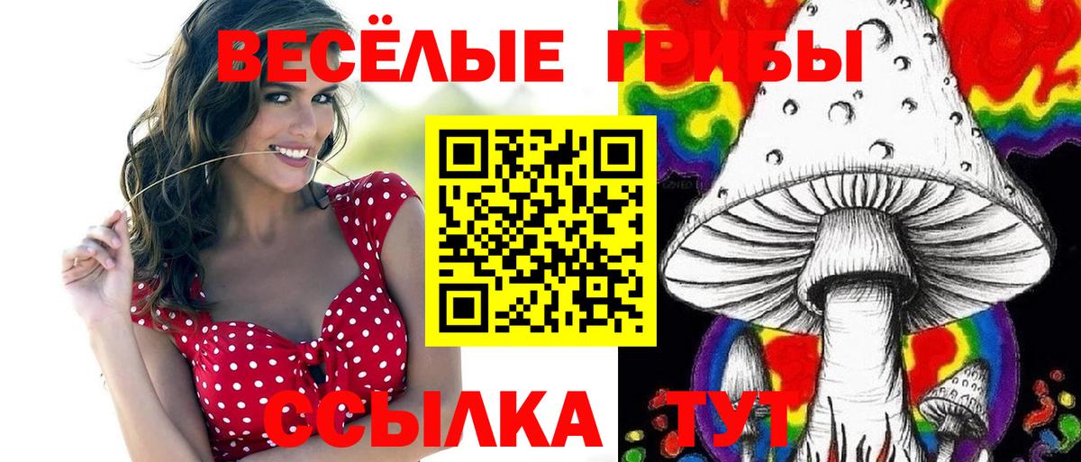 Галлюциногенные грибы Psilocybe Волоколамск